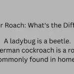 Beetle or Roach: What's the Difference?