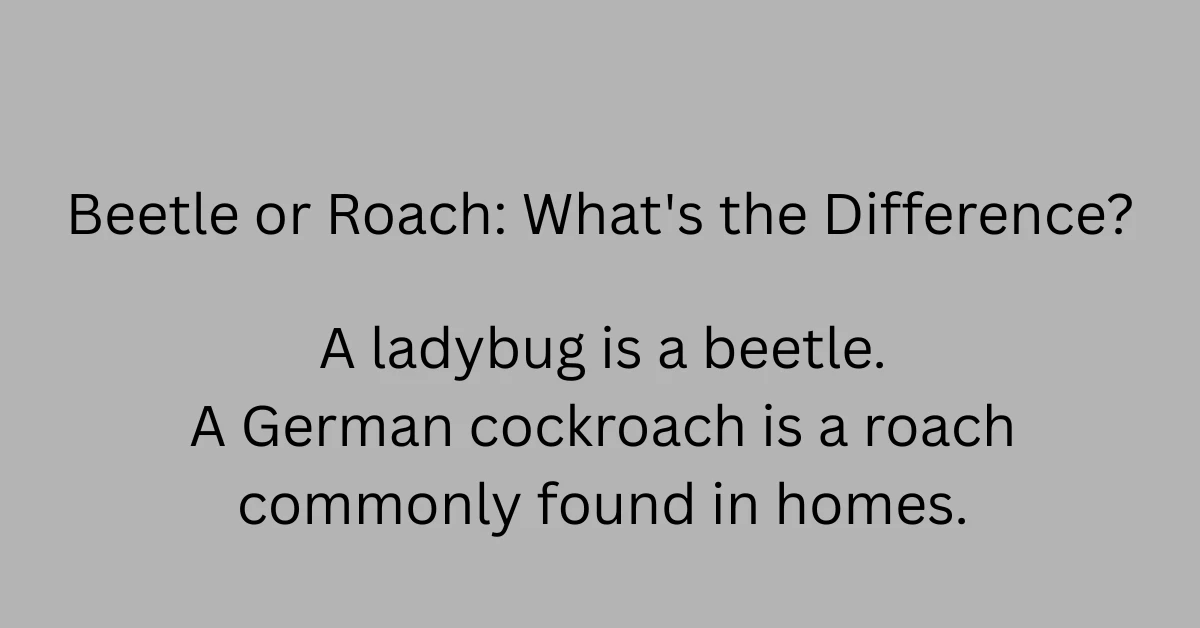 Beetle or Roach: What's the Difference?